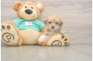 Best Morkie Baby