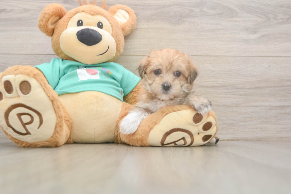 Best Morkie Baby