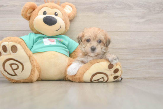 Best Morkie Baby