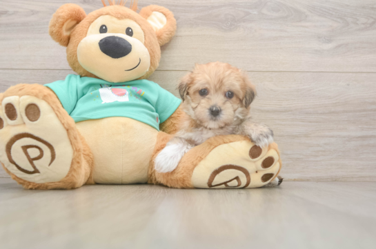 Best Morkie Baby