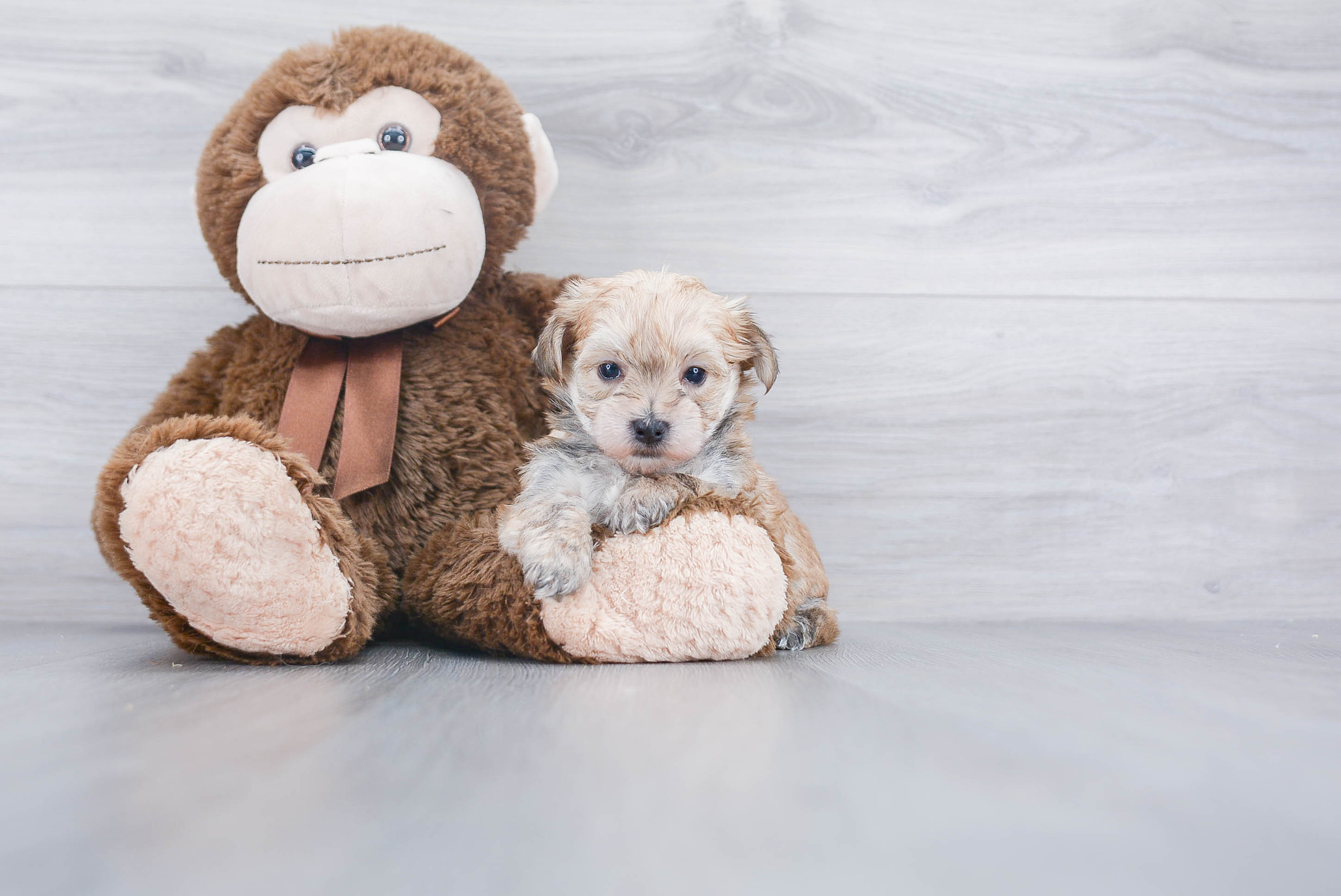 Best Morkie Baby