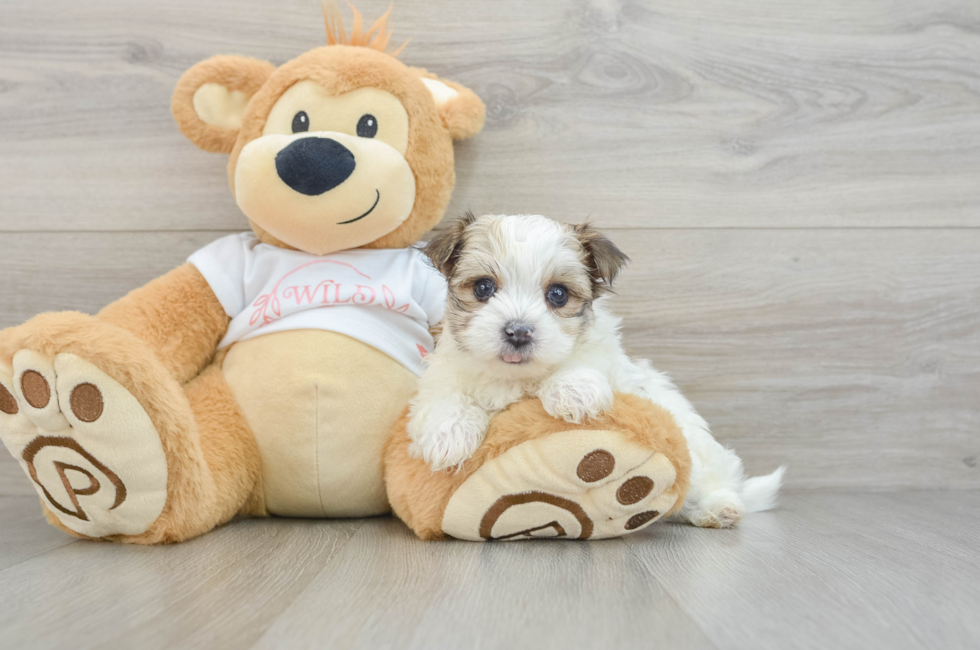 7 week old Morkie Puppy For Sale - Premier Pups