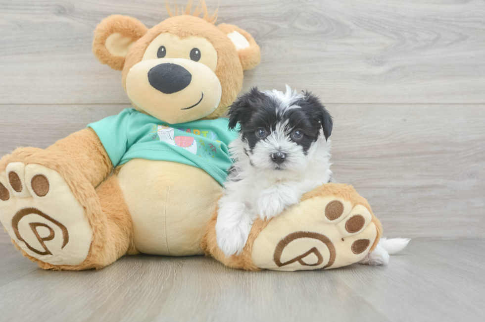 5 week old Morkie Puppy For Sale - Premier Pups