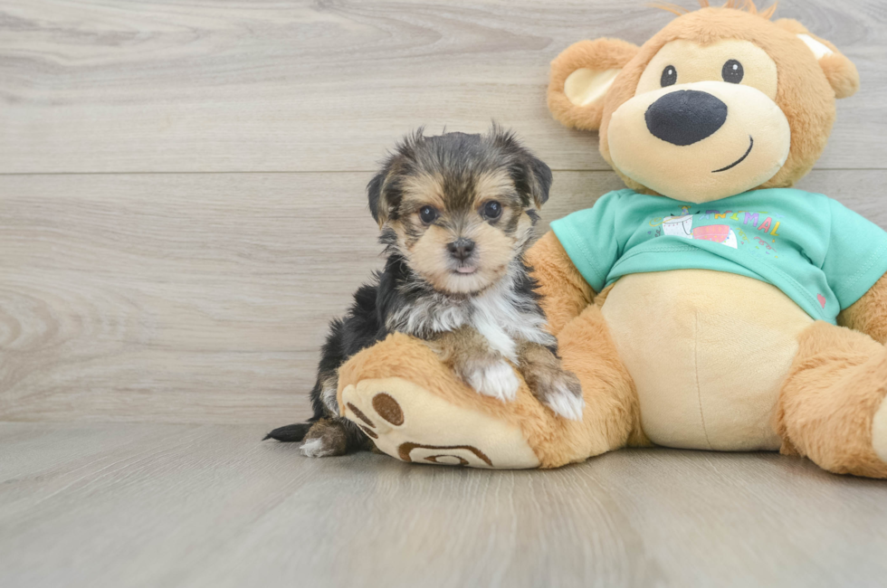 5 week old Morkie Puppy For Sale - Premier Pups