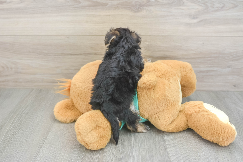 Morkie Puppy for Adoption