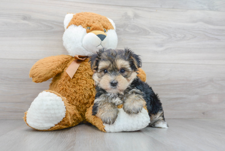 Petite Morkie Designer Pup