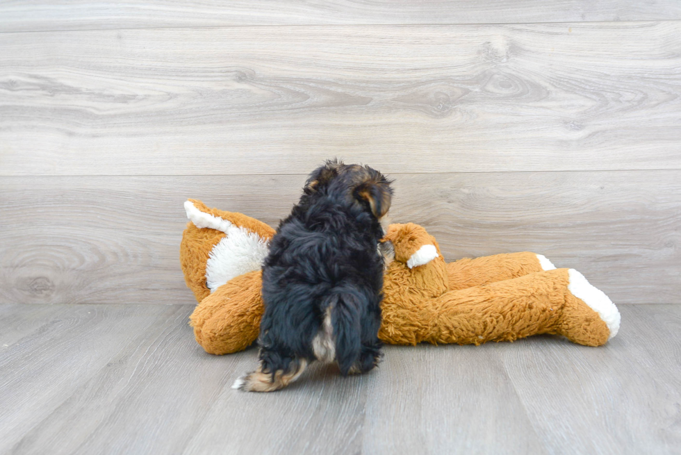 Morkie Pup Being Cute