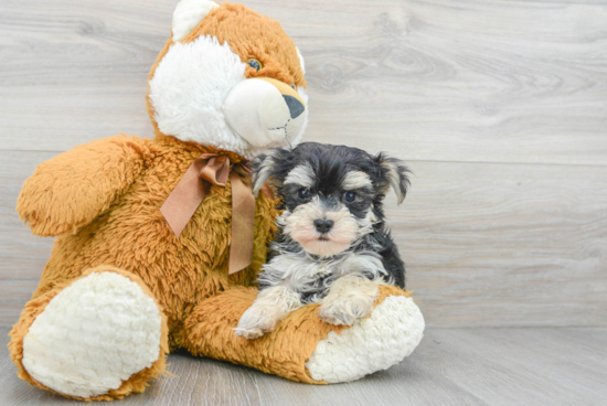 Morkie Puppy for Adoption