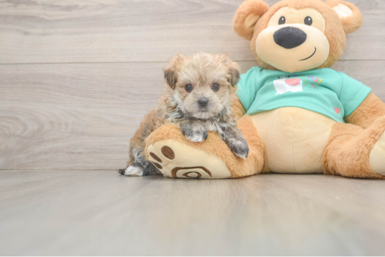 Best Morkie Baby