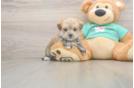 Best Morkie Baby