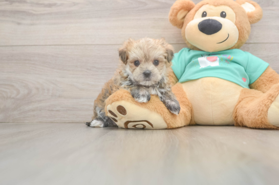 Best Morkie Baby
