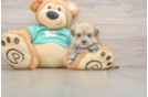 Adorable Yortese Designer Puppy