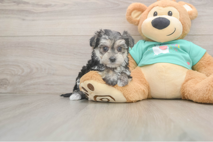 Sweet Morkie Baby