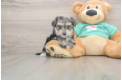 Sweet Morkie Baby