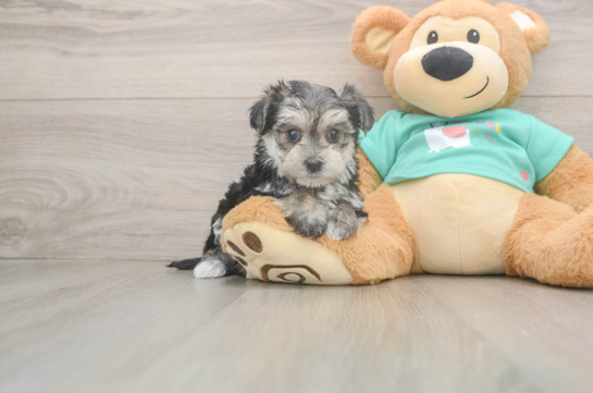 Sweet Morkie Baby