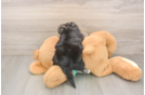 Best Morkie Baby