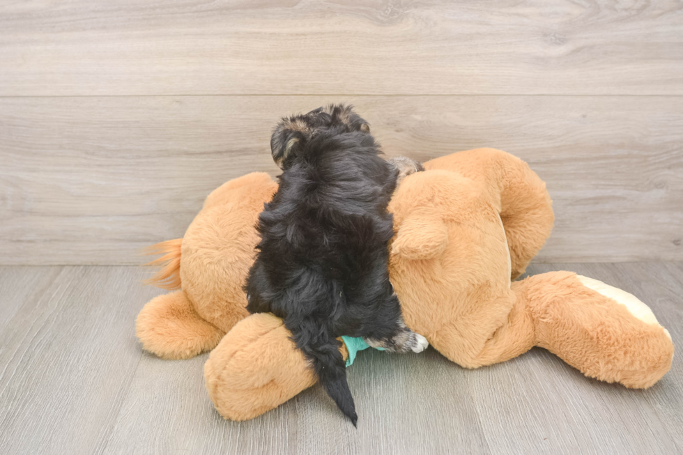 Best Morkie Baby
