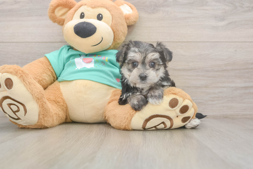 Best Morkie Baby