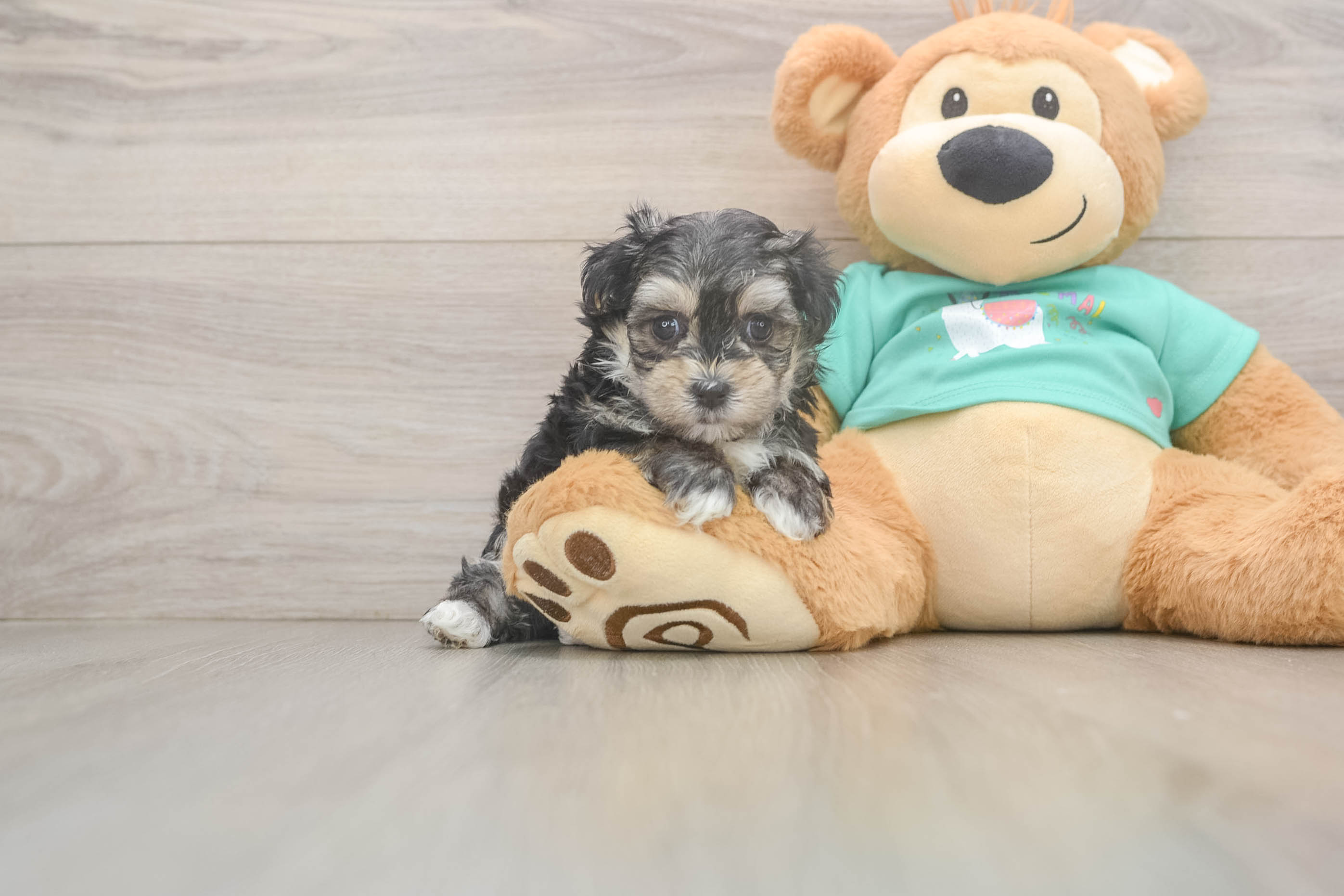 Cute Morkie Baby
