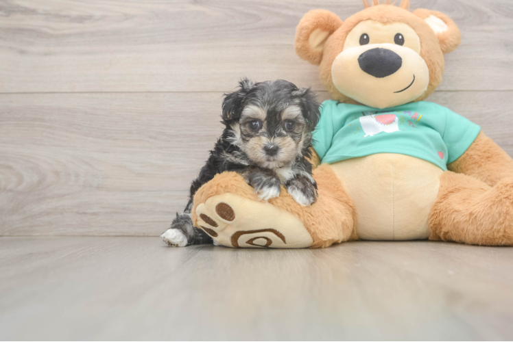 Cute Morkie Baby