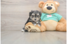 Cute Morkie Baby