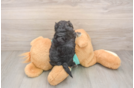 Energetic Yorkiemalt Designer Puppy