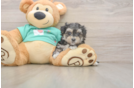 Playful Maltese Yorkie Mix Designer Puppy