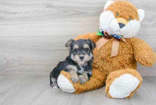 Morkie Pup Being Cute