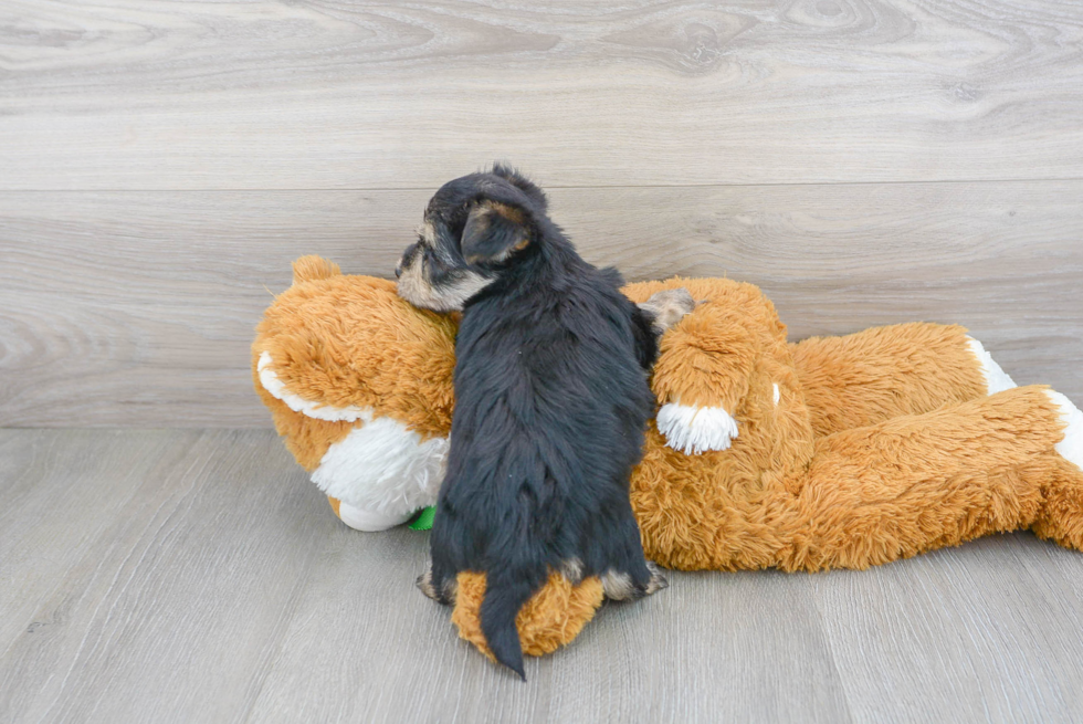 Fluffy Morkie Designer Pup