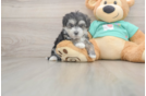 Sweet Morkie Baby
