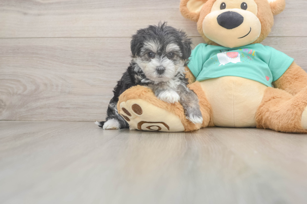 Sweet Morkie Baby