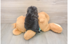 Morkie Pup Being Cute