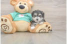 Morkie Puppy for Adoption