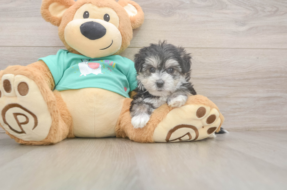 5 week old Morkie Puppy For Sale - Premier Pups