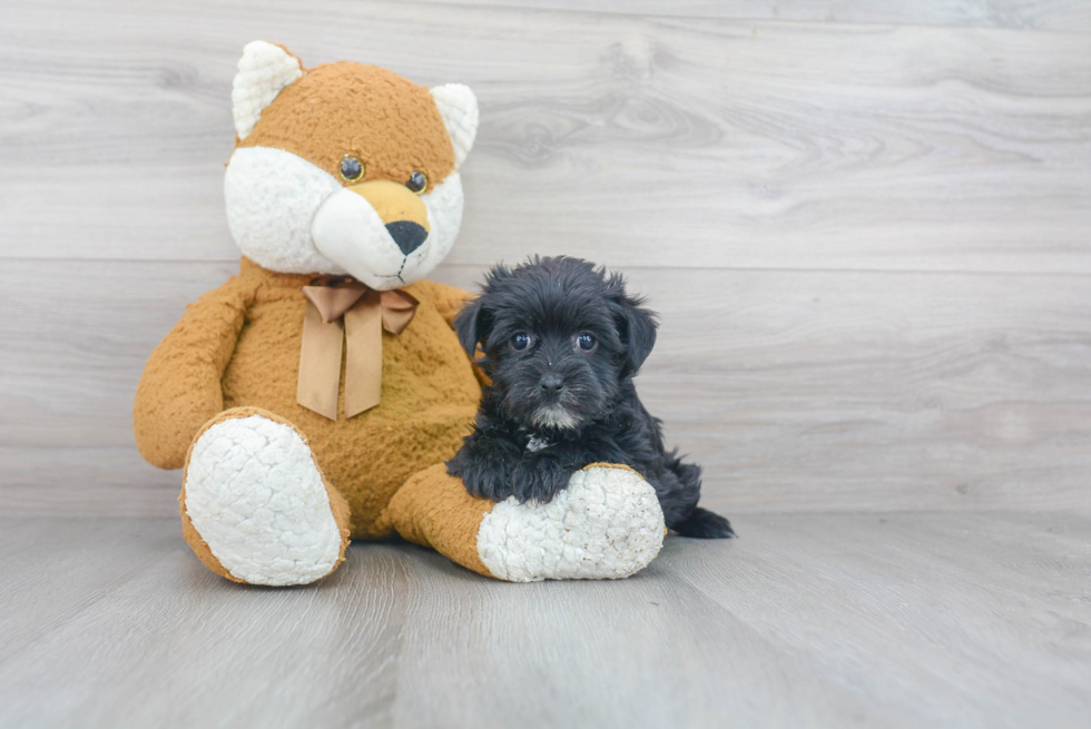 Morkie Pup Being Cute