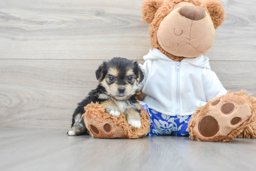 Best Morkie Baby