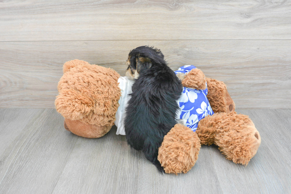 Morkie Puppy for Adoption
