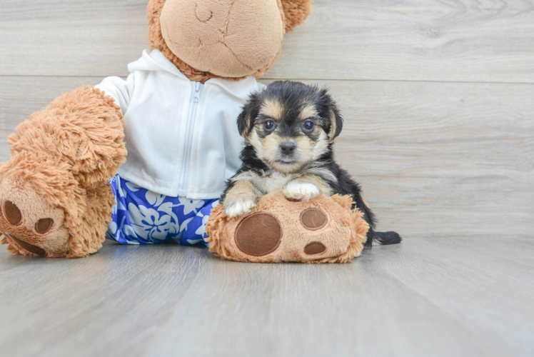 Morkie Puppy for Adoption