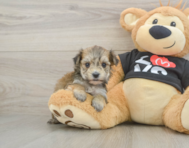 6 week old Morkie Puppy For Sale - Premier Pups