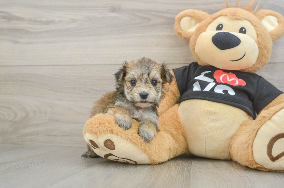 5 week old Morkie Puppy For Sale - Premier Pups