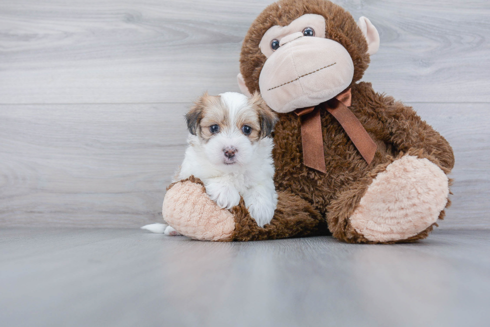 Playful Yorkie Designer Puppy