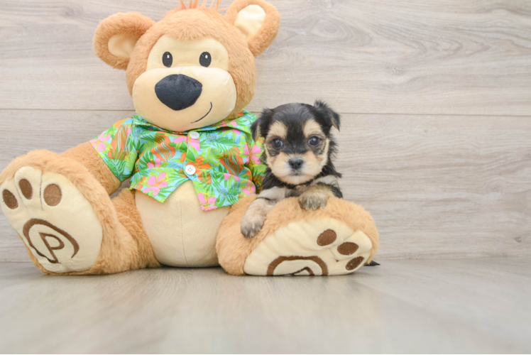 Best Morkie Baby