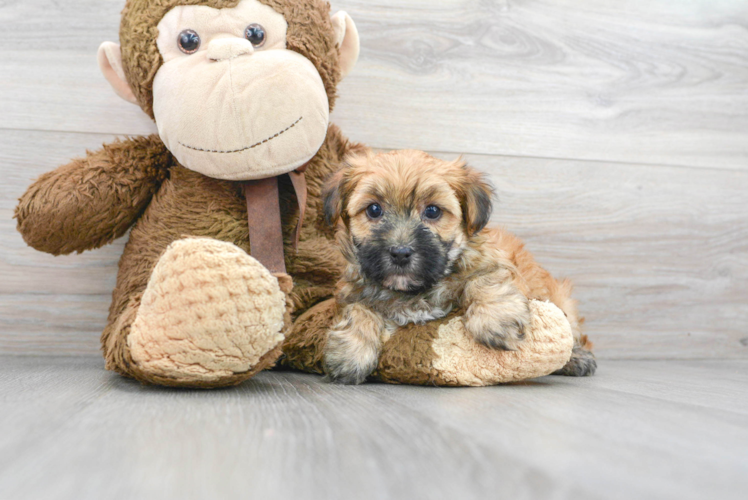 Fluffy Morkie Designer Pup