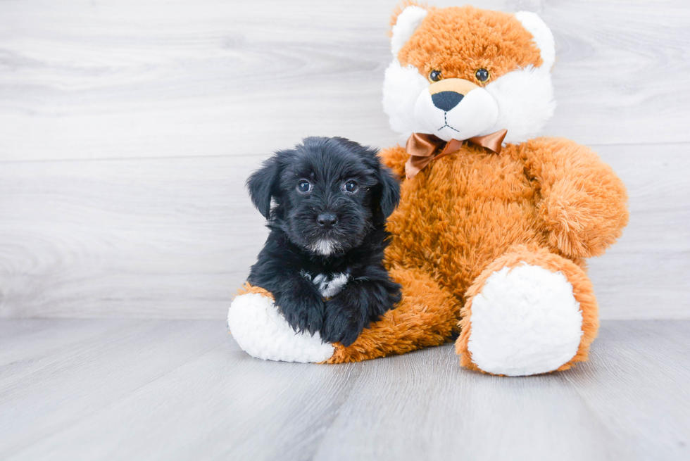 Morkie Pup Being Cute