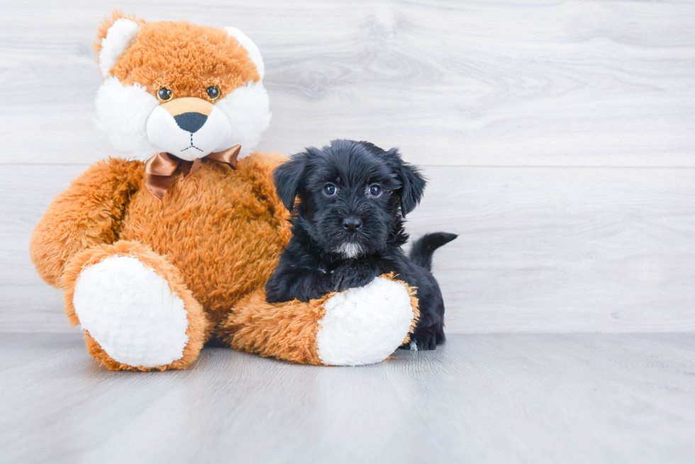 Morkie Pup Being Cute