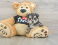 6 week old Morkie Puppy For Sale - Premier Pups