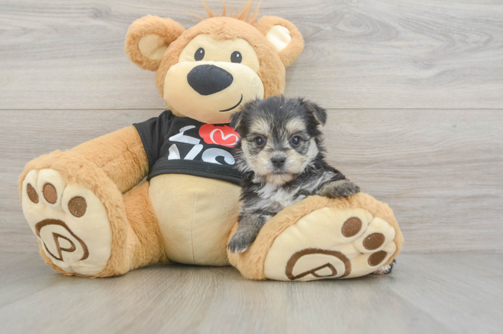 5 week old Morkie Puppy For Sale - Premier Pups