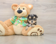 5 week old Morkie Puppy For Sale - Premier Pups