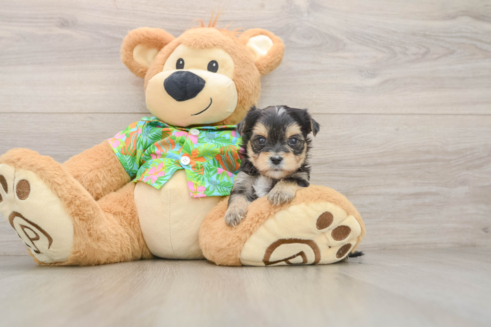 Little Yorkiemalt Designer Puppy