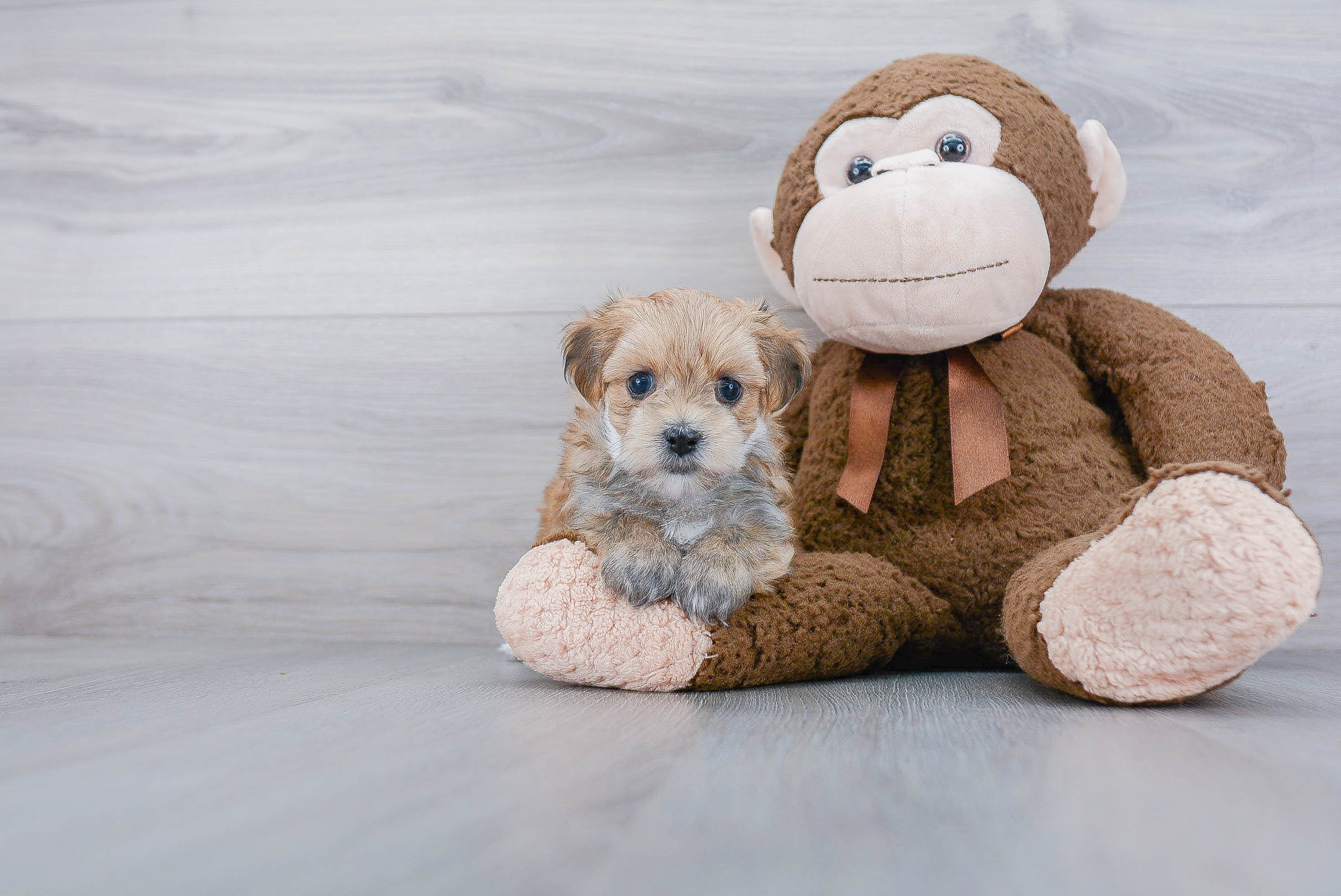 Best Morkie Baby